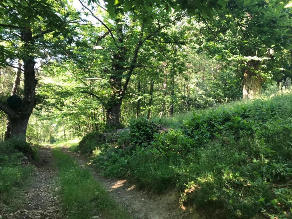 Les Grangeonnes, Gites Nature, Piscine, Bain Nordique, Sauna Pour Accueil Familiale Ou De Groupe Saint-Basile Eksteriør bilde